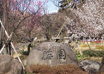 熱海梅園