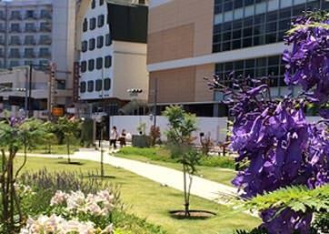 宫殿和蓝花楹的散步道